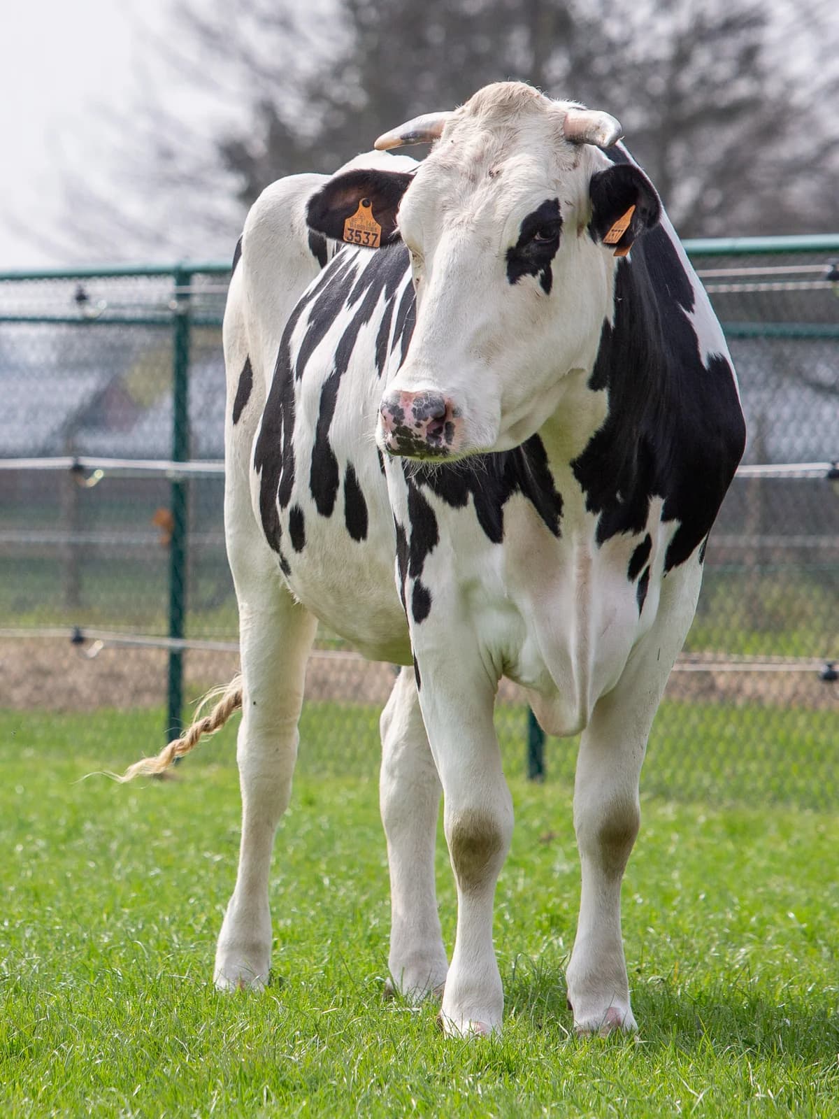 Colette, female mixed breed for adoption at Animaux en Péril ASBL