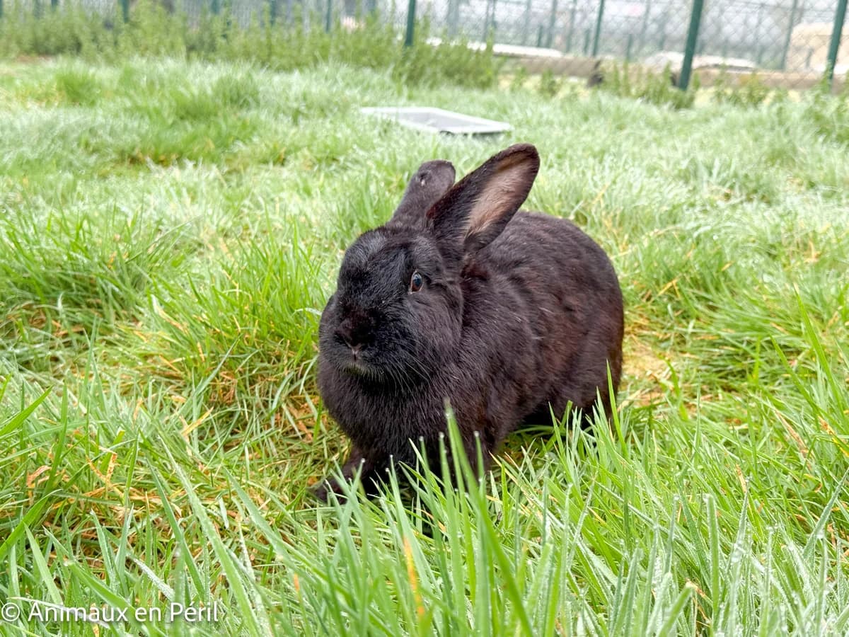 Ariel, female young mixed breed for adoption at Animaux en Péril ASBL