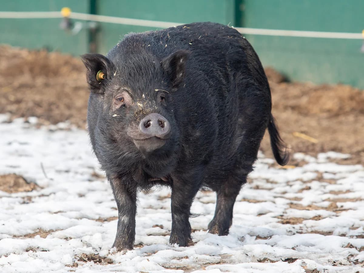 Cuberdon, male mixed breed for adoption at Animaux en Péril ASBL