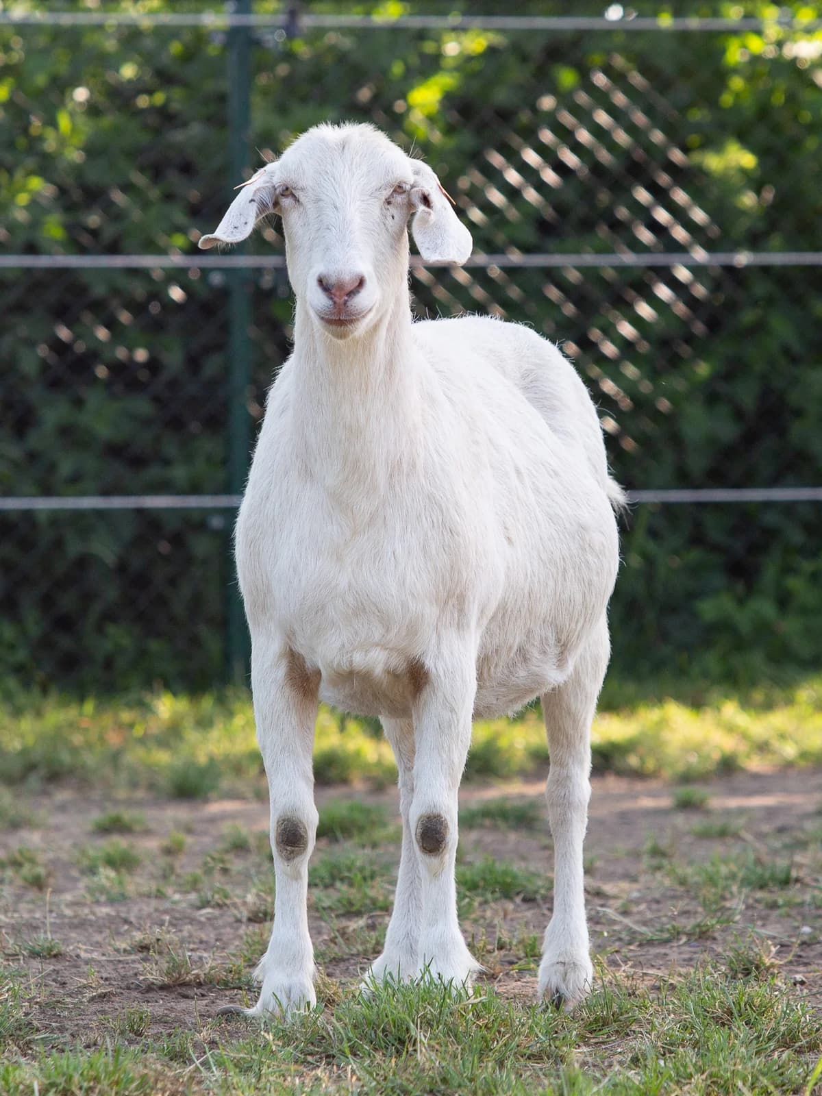 Arkana, female mixed breed for adoption at Animaux en Péril ASBL