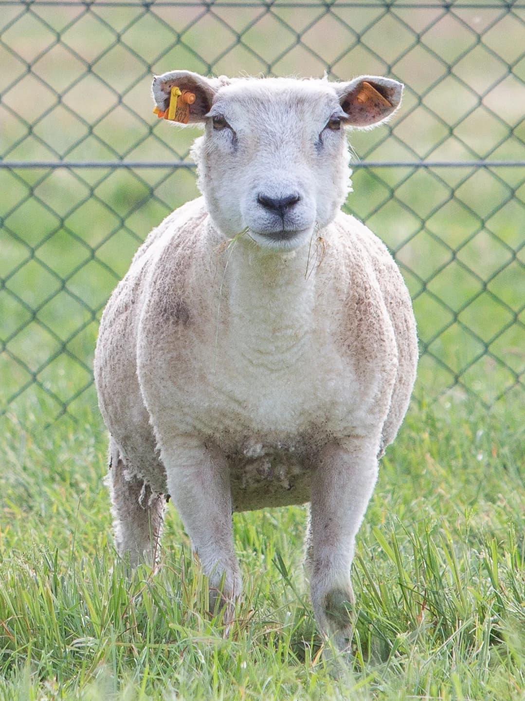 Astana, female mixed breed for adoption at Animaux en Péril ASBL