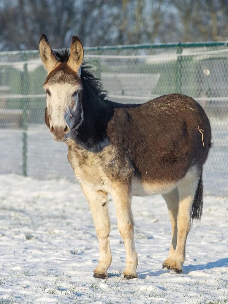 Sirkis, male mixed breed for adoption at Animaux en Péril ASBL