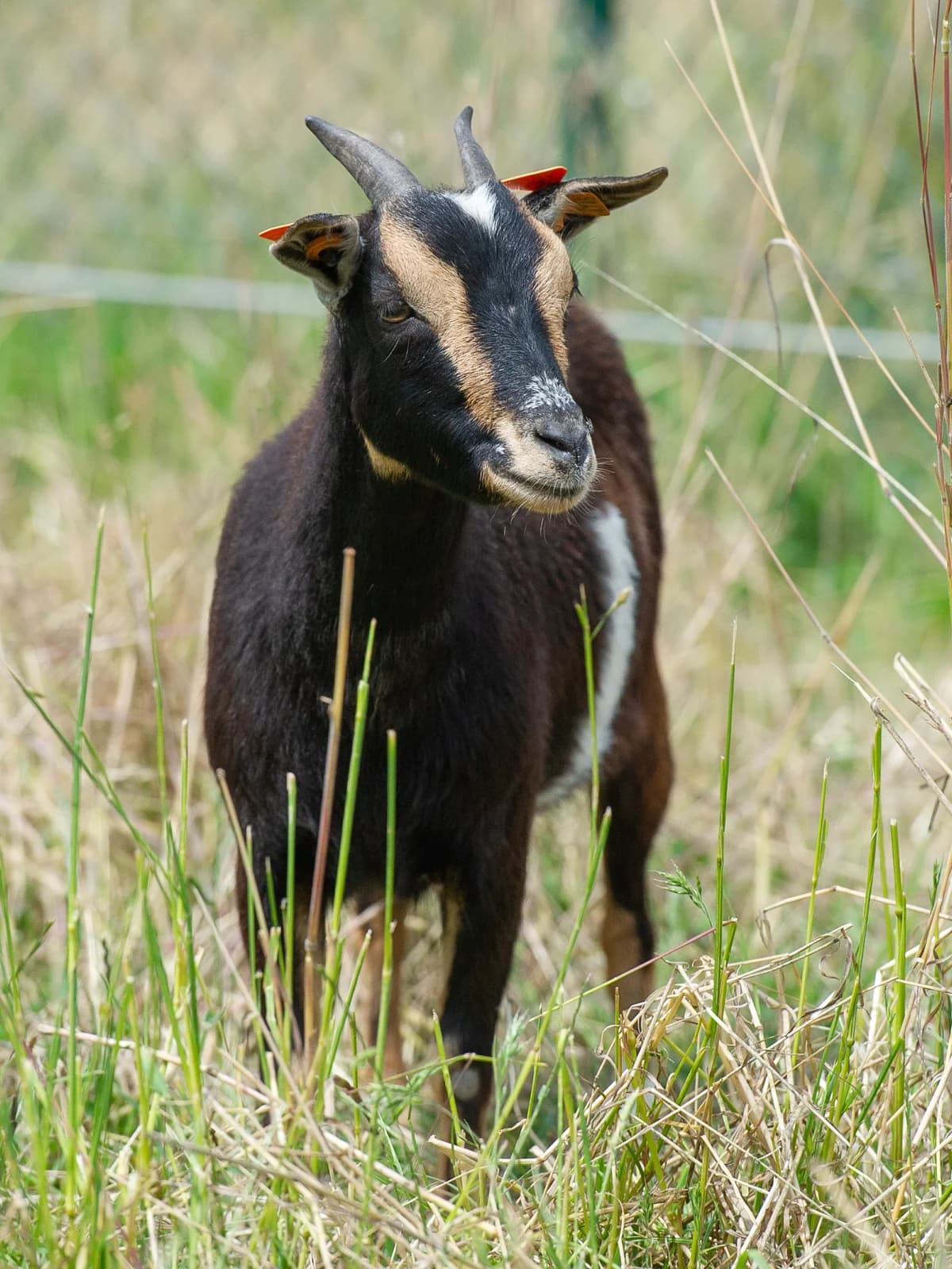 Miloa, female mixed breed for adoption at Animaux en Péril ASBL