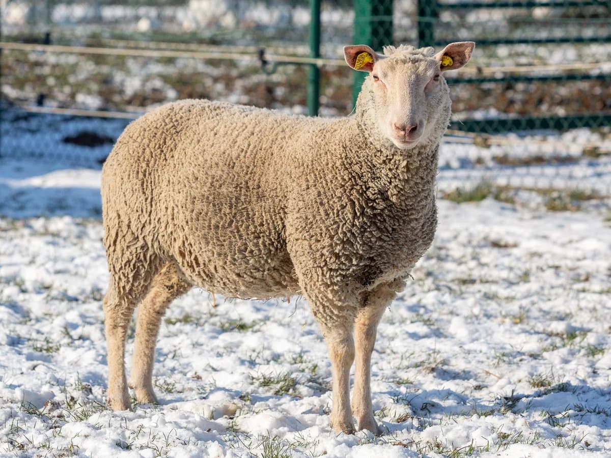 Astuce, female mixed breed for adoption at Animaux en Péril ASBL