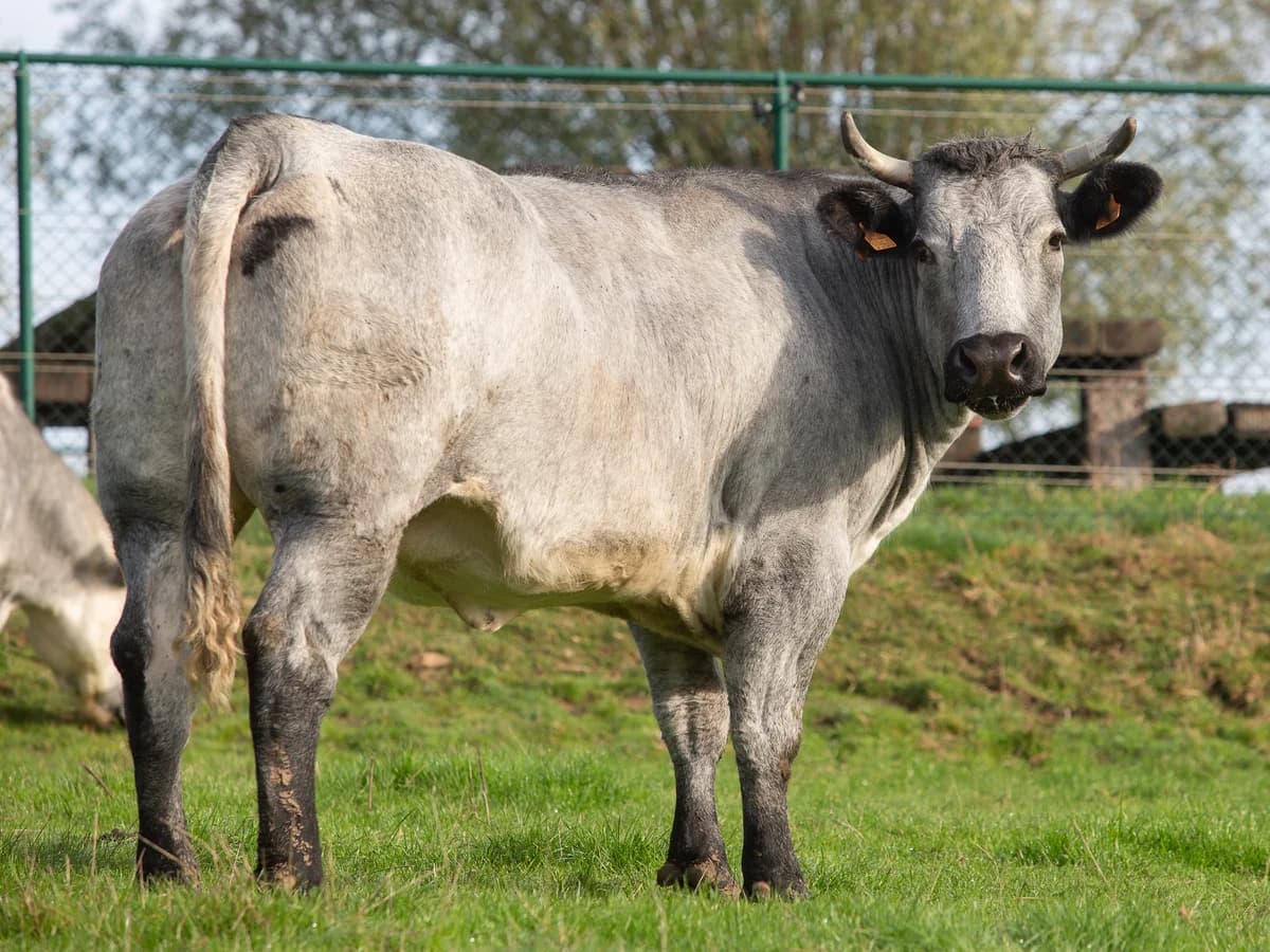 Carbone, female mixed breed for adoption at Animaux en Péril ASBL