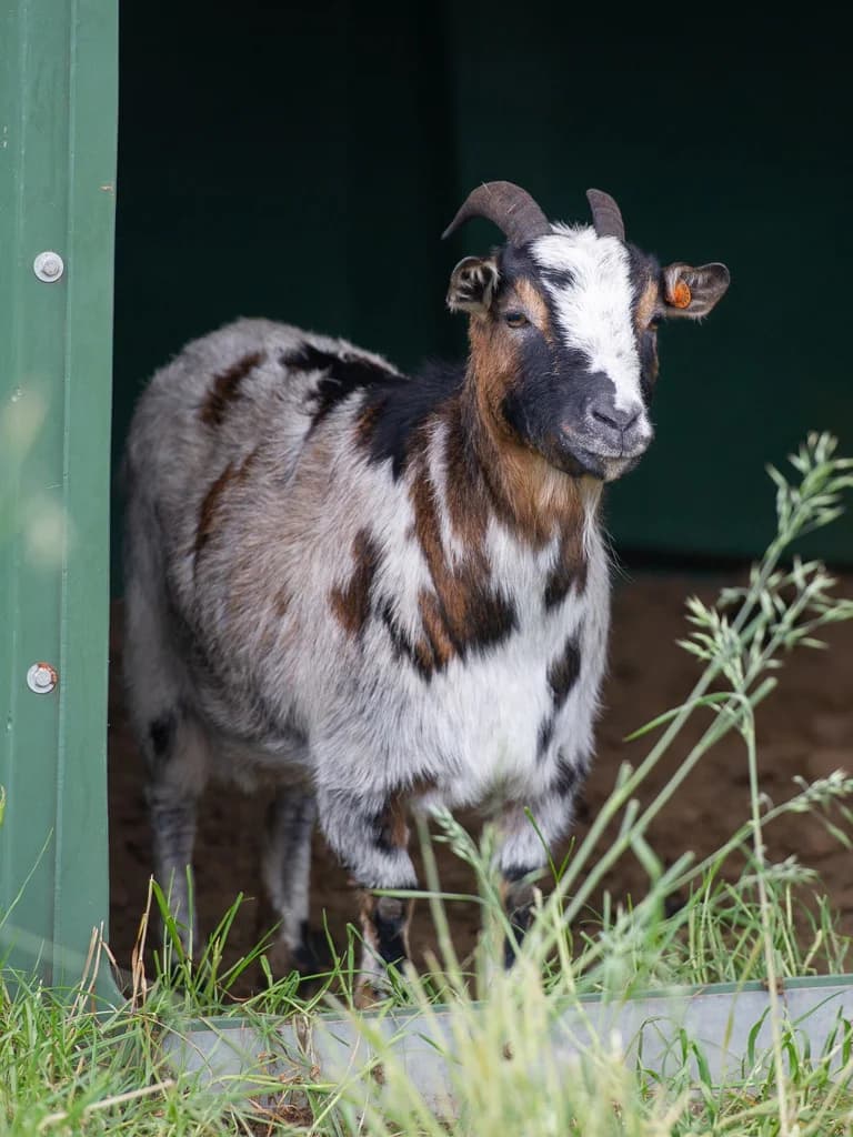 Thérèse, female mixed breed for adoption at Animaux en Péril ASBL