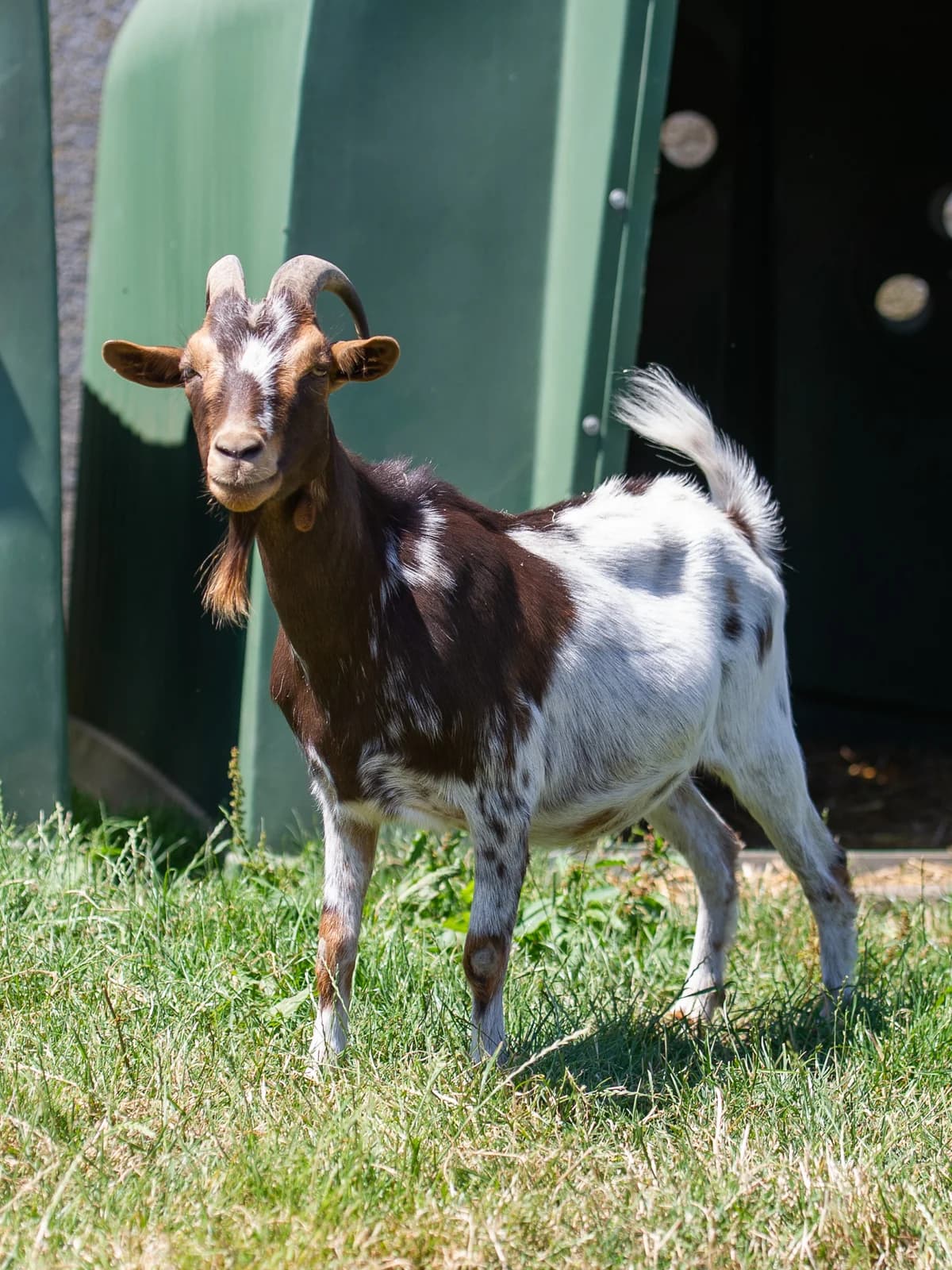 Coaster, male Mixed Breed for adoption at Animaux en Péril ASBL