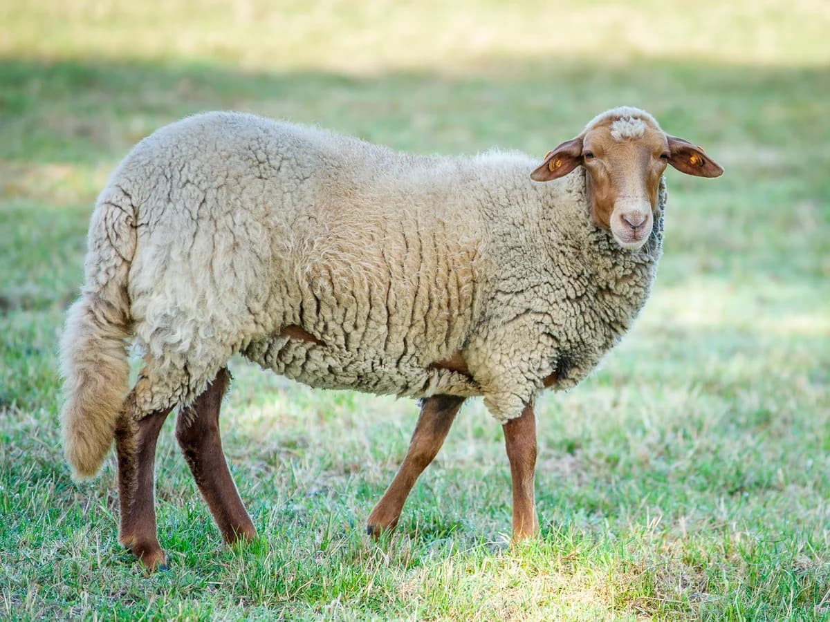 Amélia, female mixed breed for adoption at Animaux en Péril ASBL