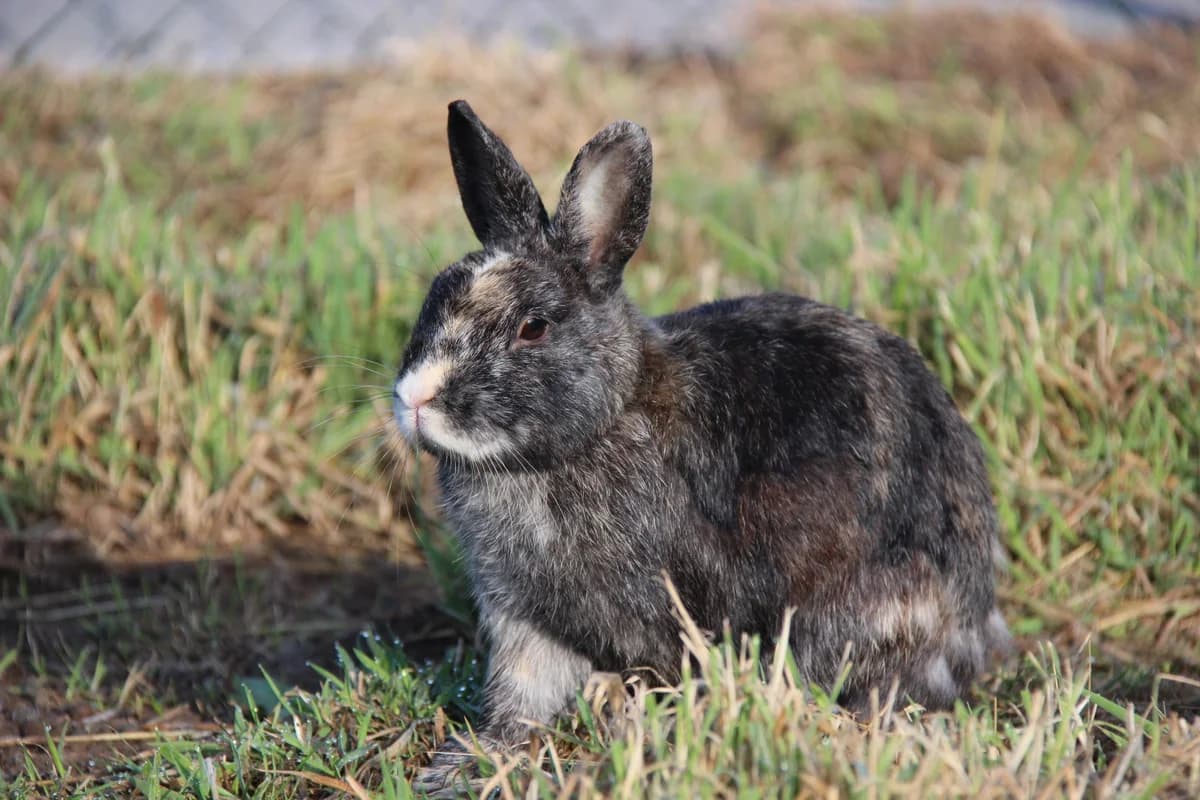 Gary, male young mixed breed for adoption at Animaux en Péril ASBL