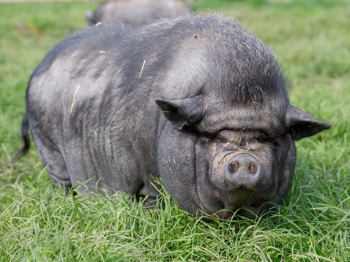 Barbara, female mixed breed for adoption at Animaux en Péril ASBL