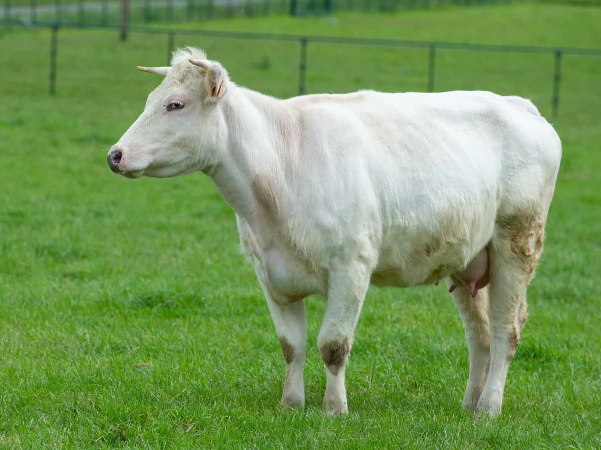 Betsy, female mixed breed for adoption at Animaux en Péril ASBL