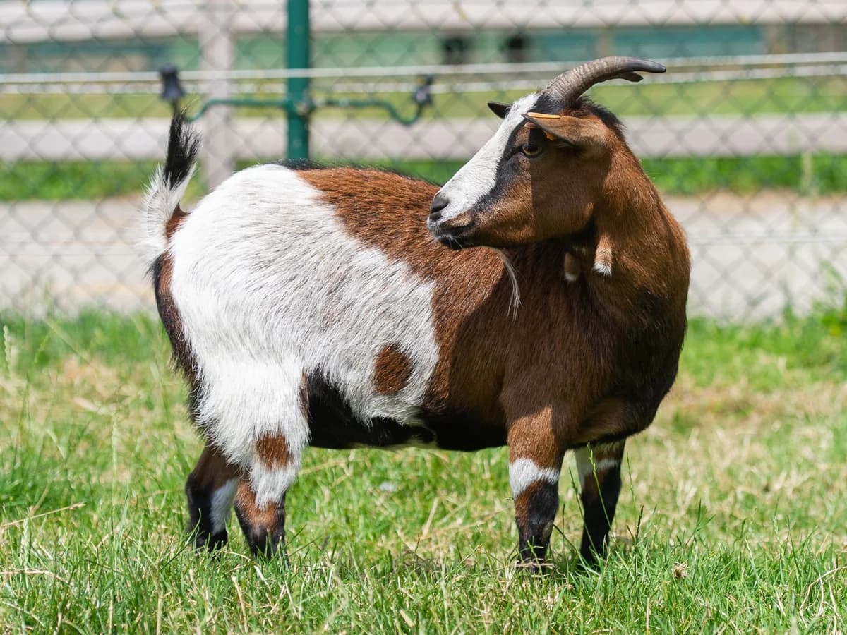 Radja, female mixed breed for adoption at Animaux en Péril ASBL
