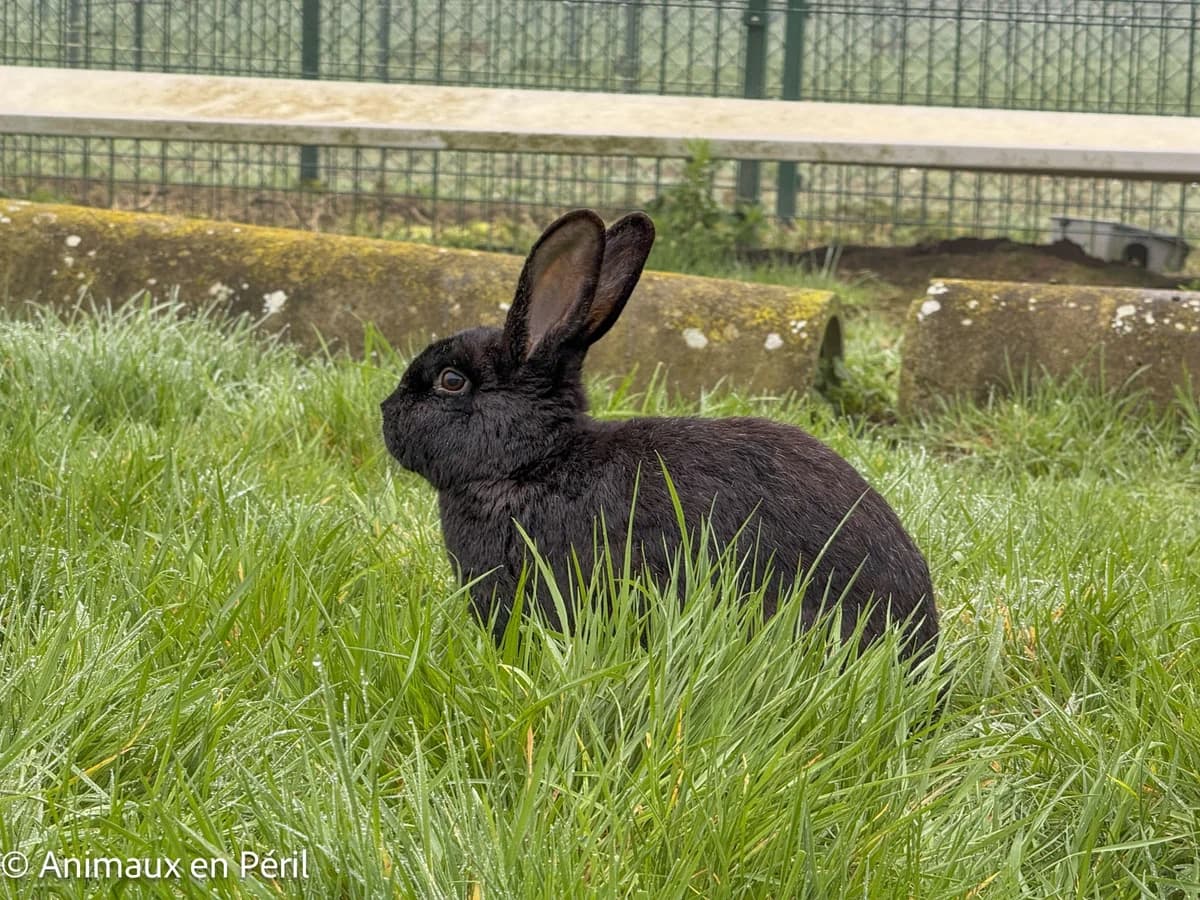 Aurore, female young mixed breed for adoption at Animaux en Péril ASBL
