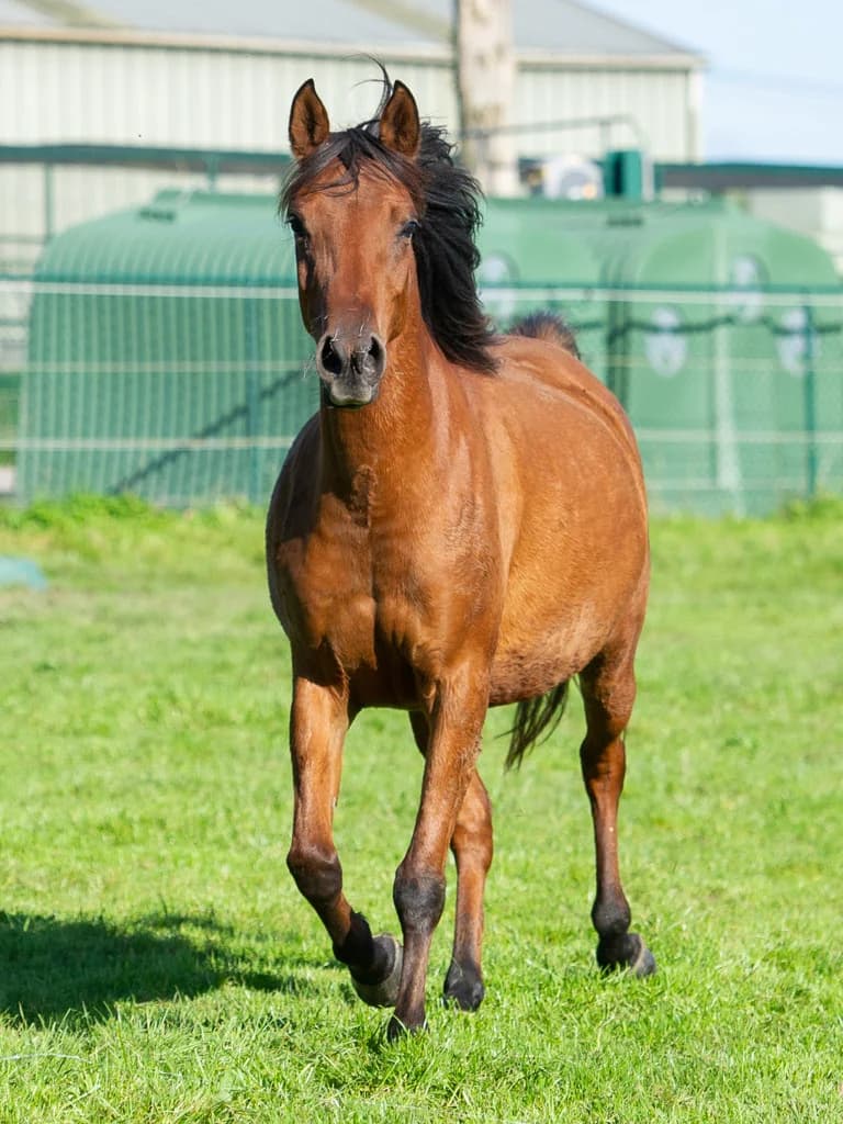 Pénélope, female mixed breed for adoption at Animaux en Péril ASBL