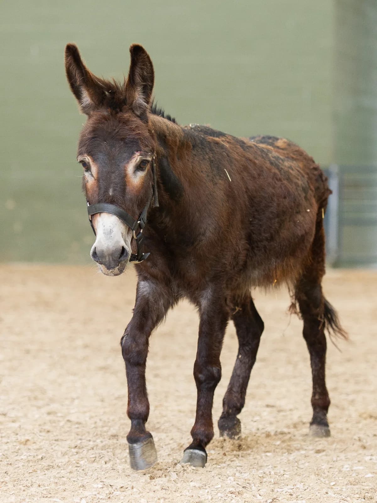 Pito, male mixed breed for adoption at Animaux en Péril ASBL