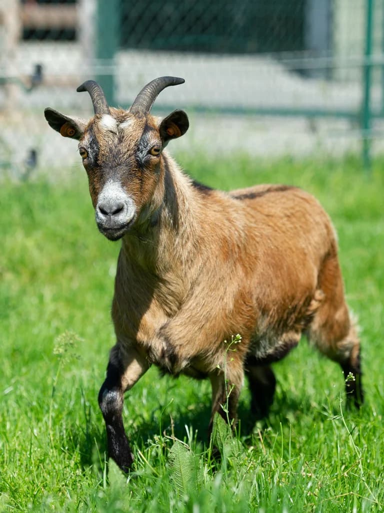 Marjorie, female mixed breed for adoption at Animaux en Péril ASBL
