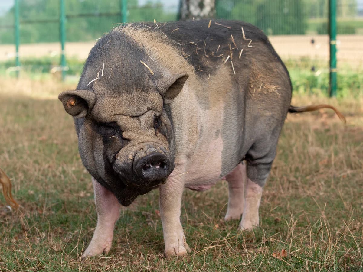Cabu, male mixed breed for adoption at Animaux en Péril ASBL