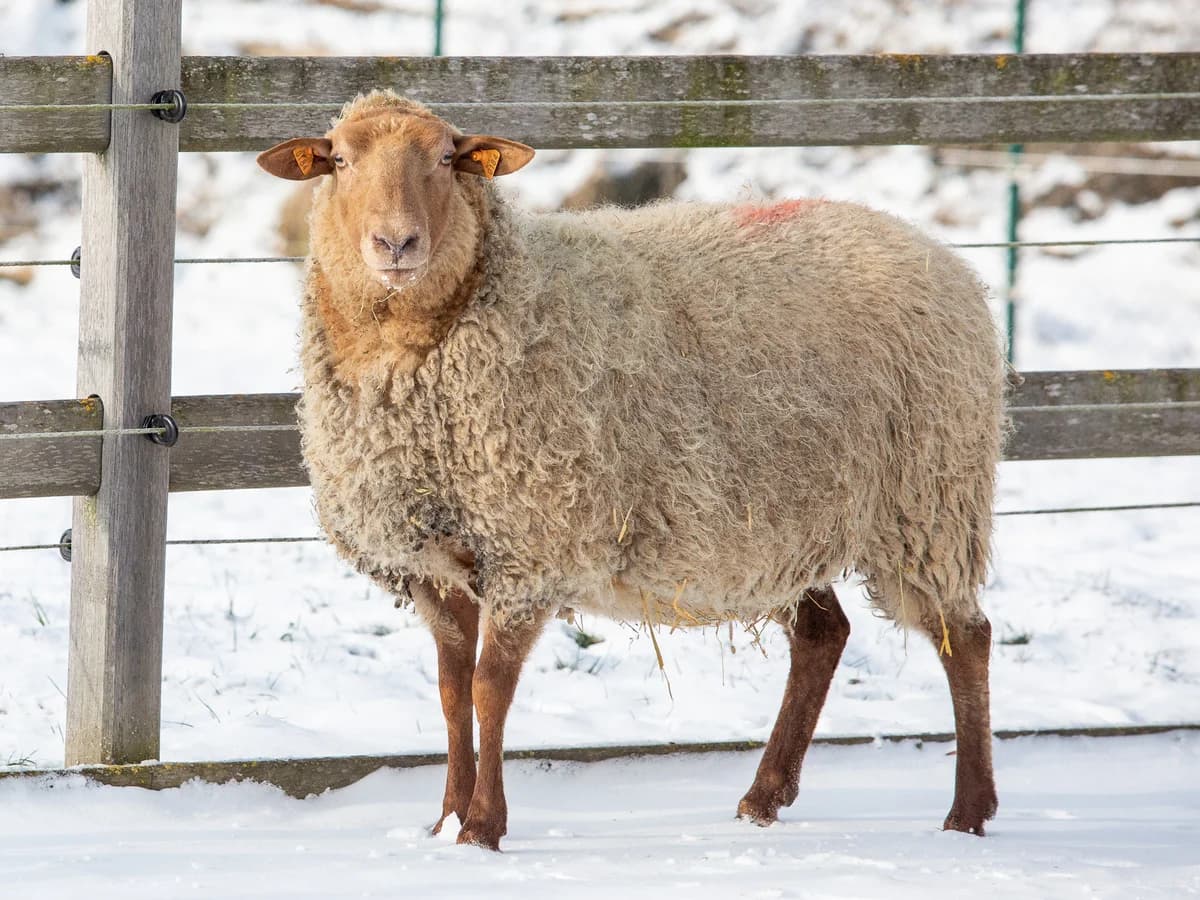 Ambre, female mixed breed for adoption at Animaux en Péril ASBL