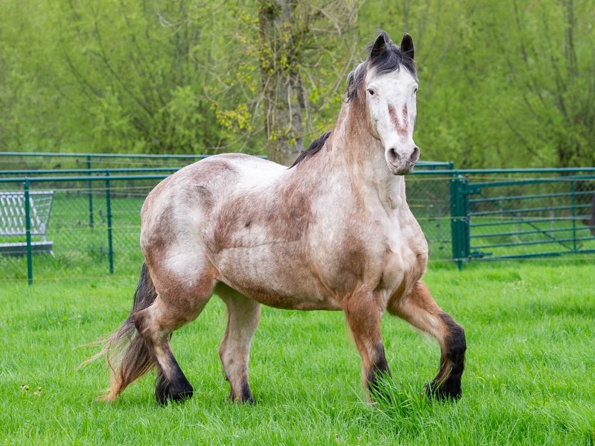 Gallagher, male mixed breed for adoption at Animaux en Péril ASBL
