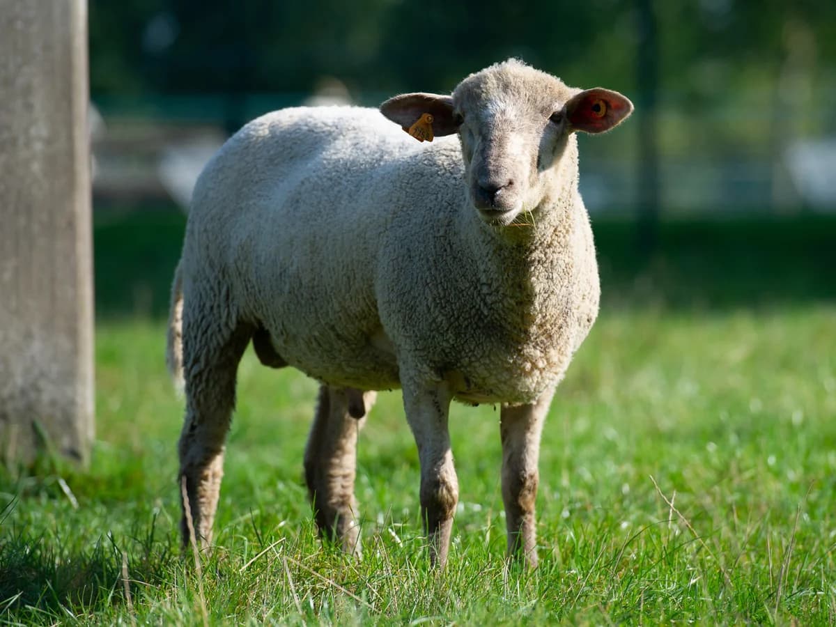 Aïki, male Mixed Breed for adoption at Animaux en Péril ASBL