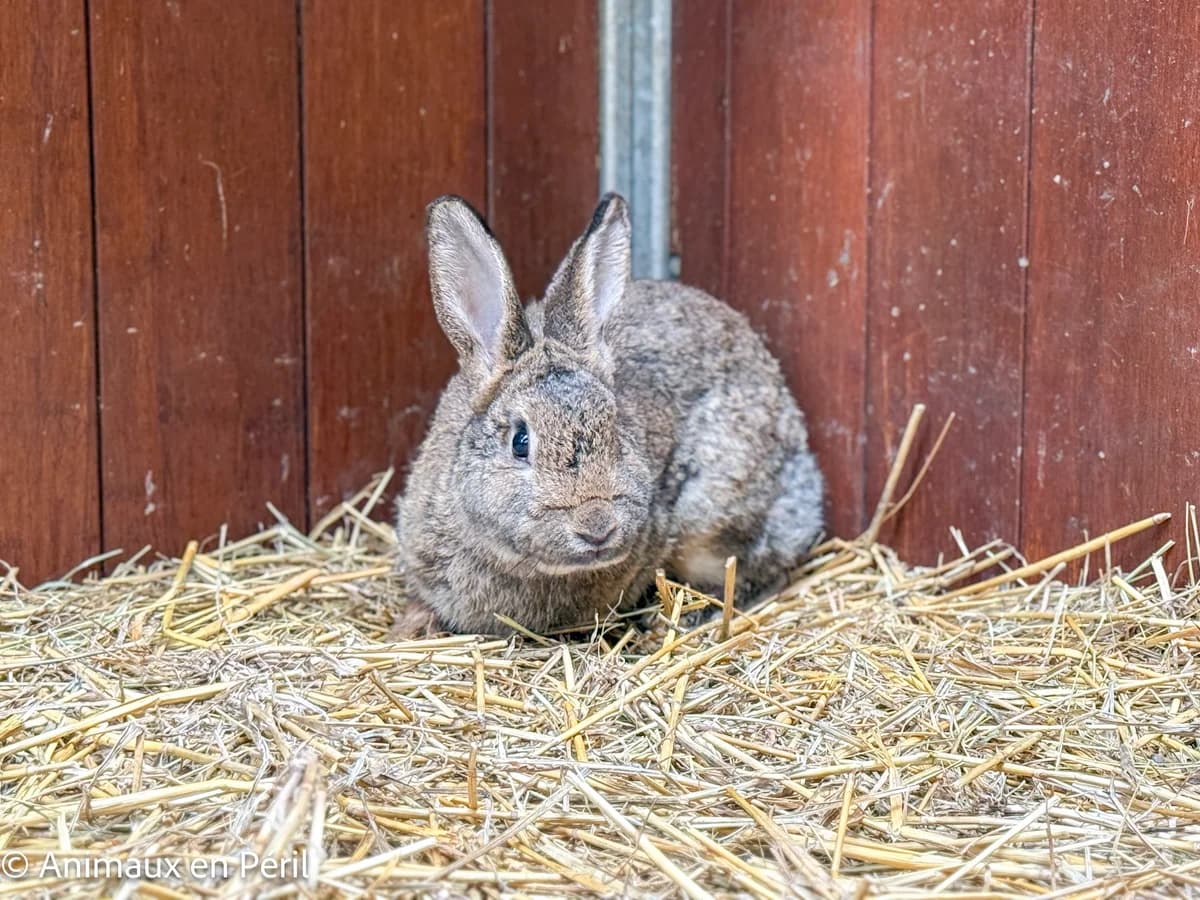 Fiona, female young mixed breed for adoption at Animaux en Péril ASBL