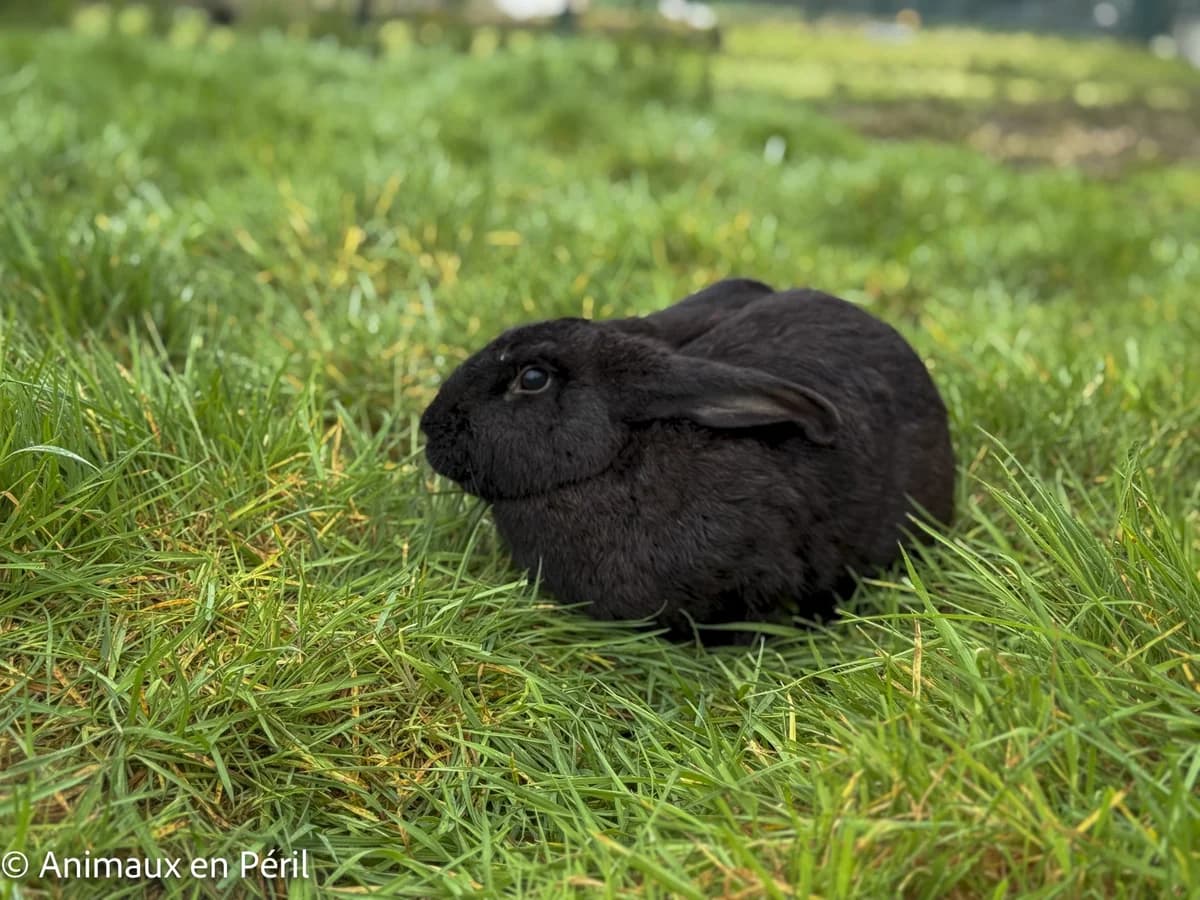 Cendrillon, female young mixed breed for adoption at Animaux en Péril ASBL