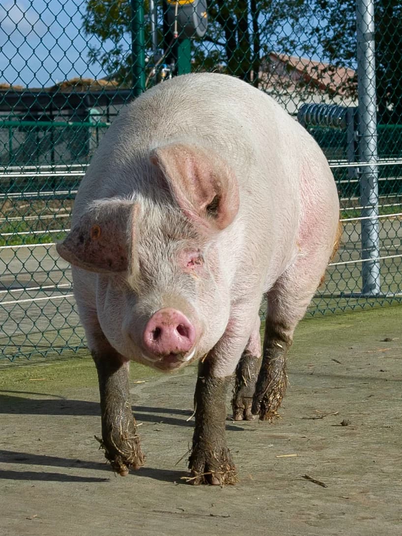 Aglaé, female mixed breed for adoption at Animaux en Péril ASBL