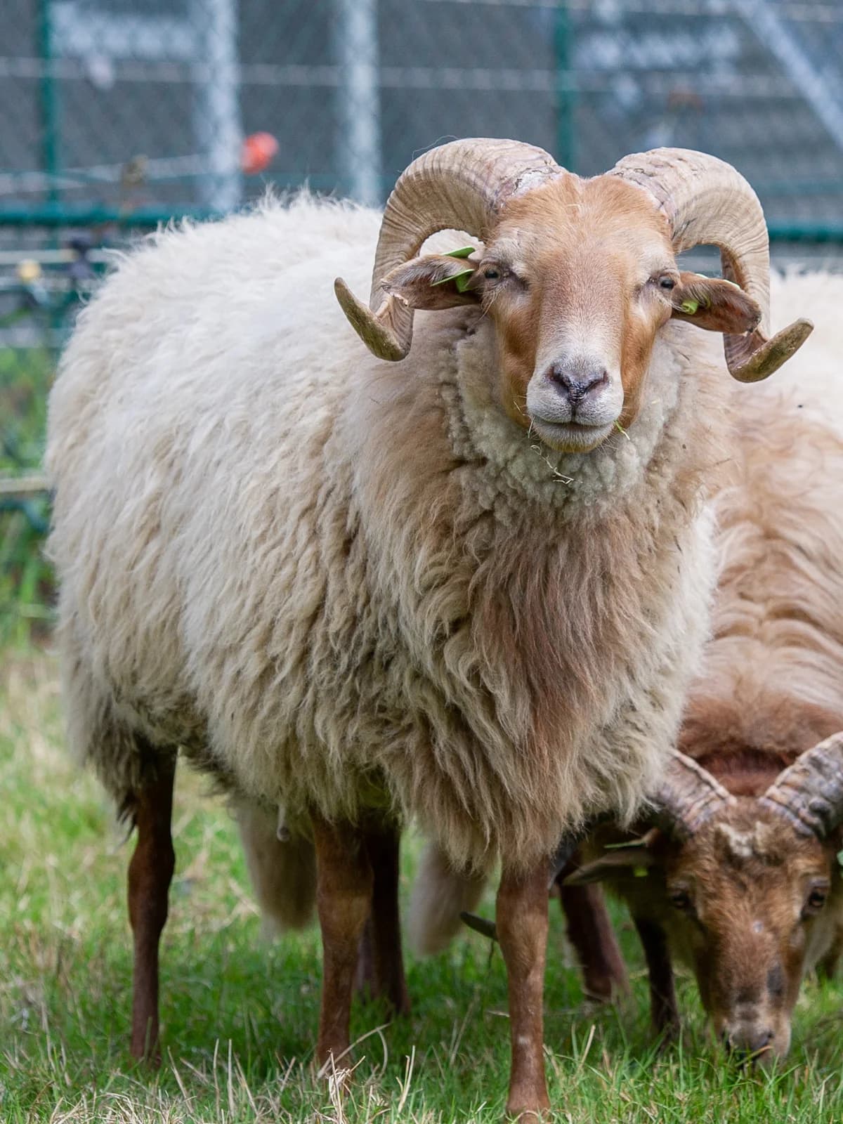 Aslan, male Mixed Breed for adoption at Animaux en Péril ASBL