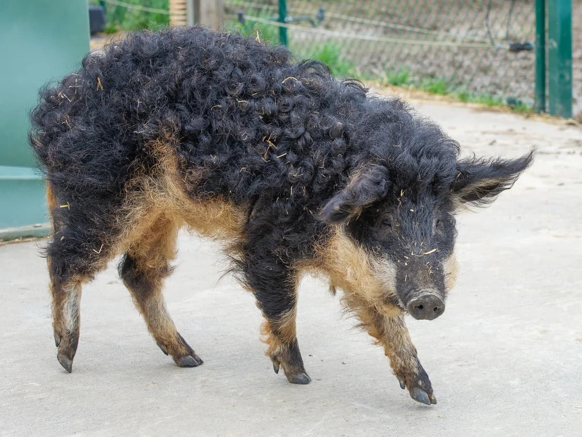 Capitaine Flam, male mixed breed for adoption at Animaux en Péril ASBL