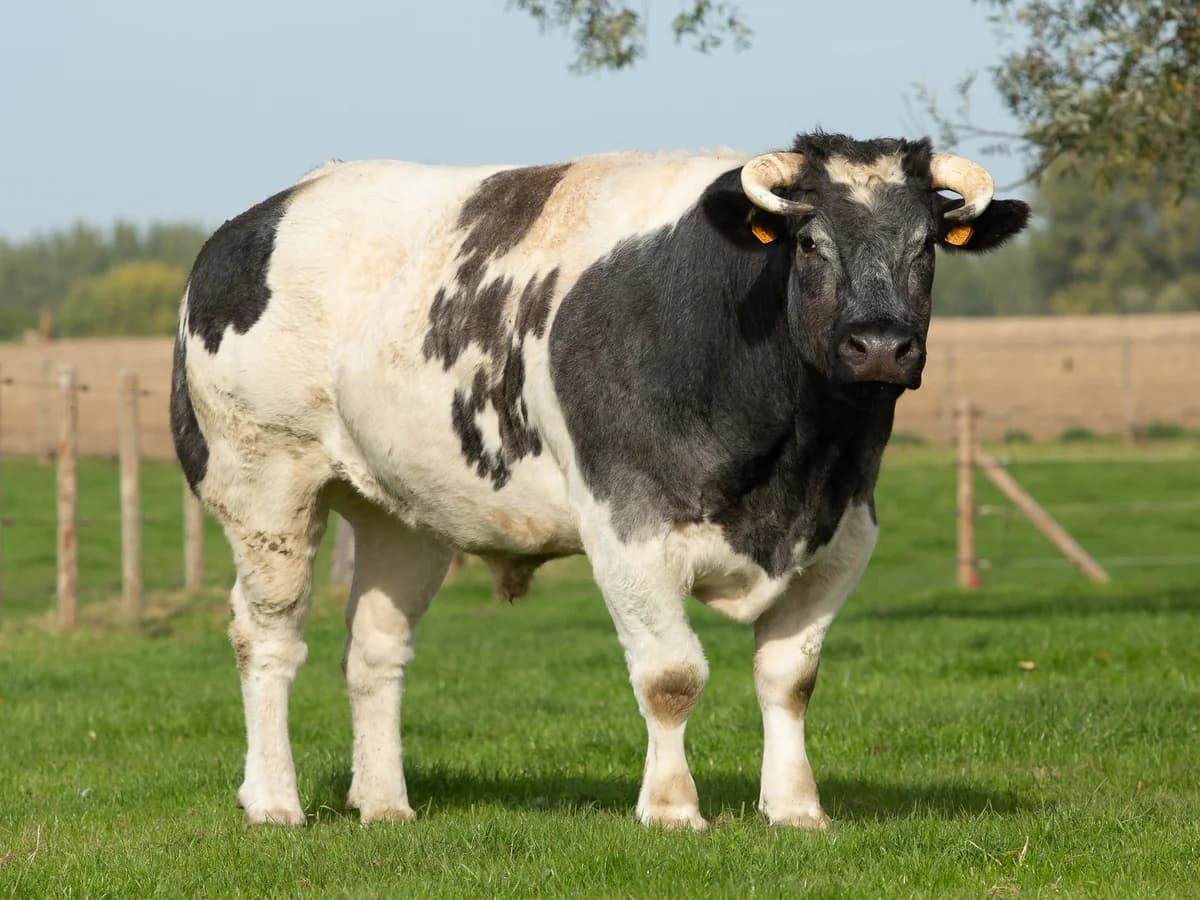 Fernand, mixed breed for adoption at Animaux en Péril ASBL