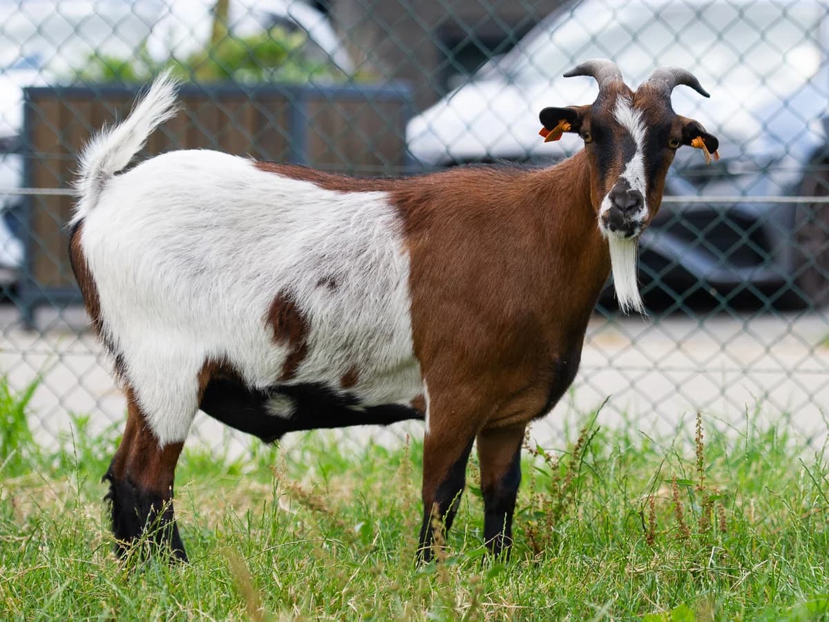 River, male mixed breed for adoption at Animaux en Péril ASBL