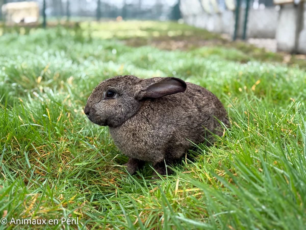 Mégara, female young mixed breed for adoption at Animaux en Péril ASBL