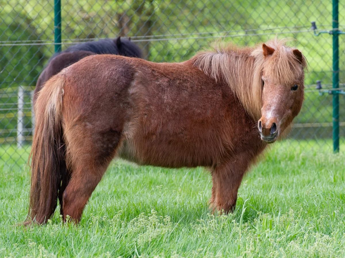 Kimmy, female mixed breed for adoption at Animaux en Péril ASBL