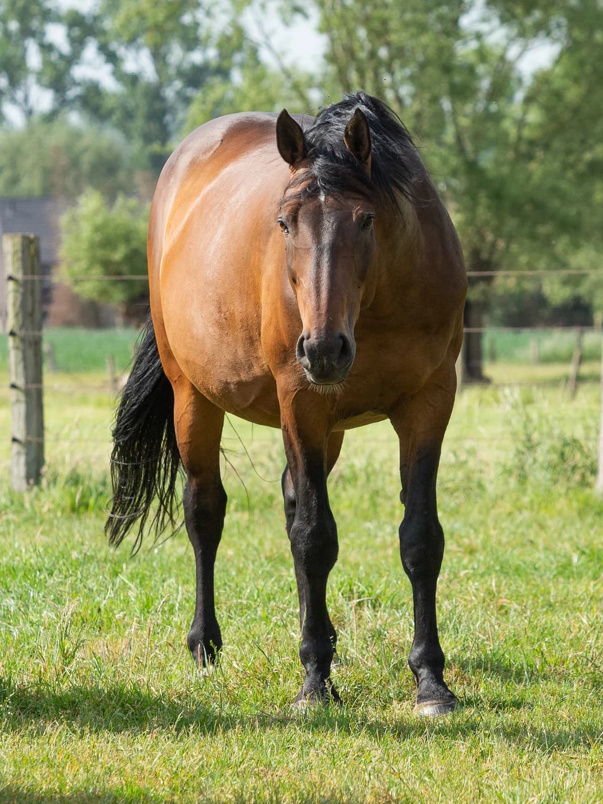 Bacardi, male senior mixed breed for adoption at Animaux en Péril ASBL