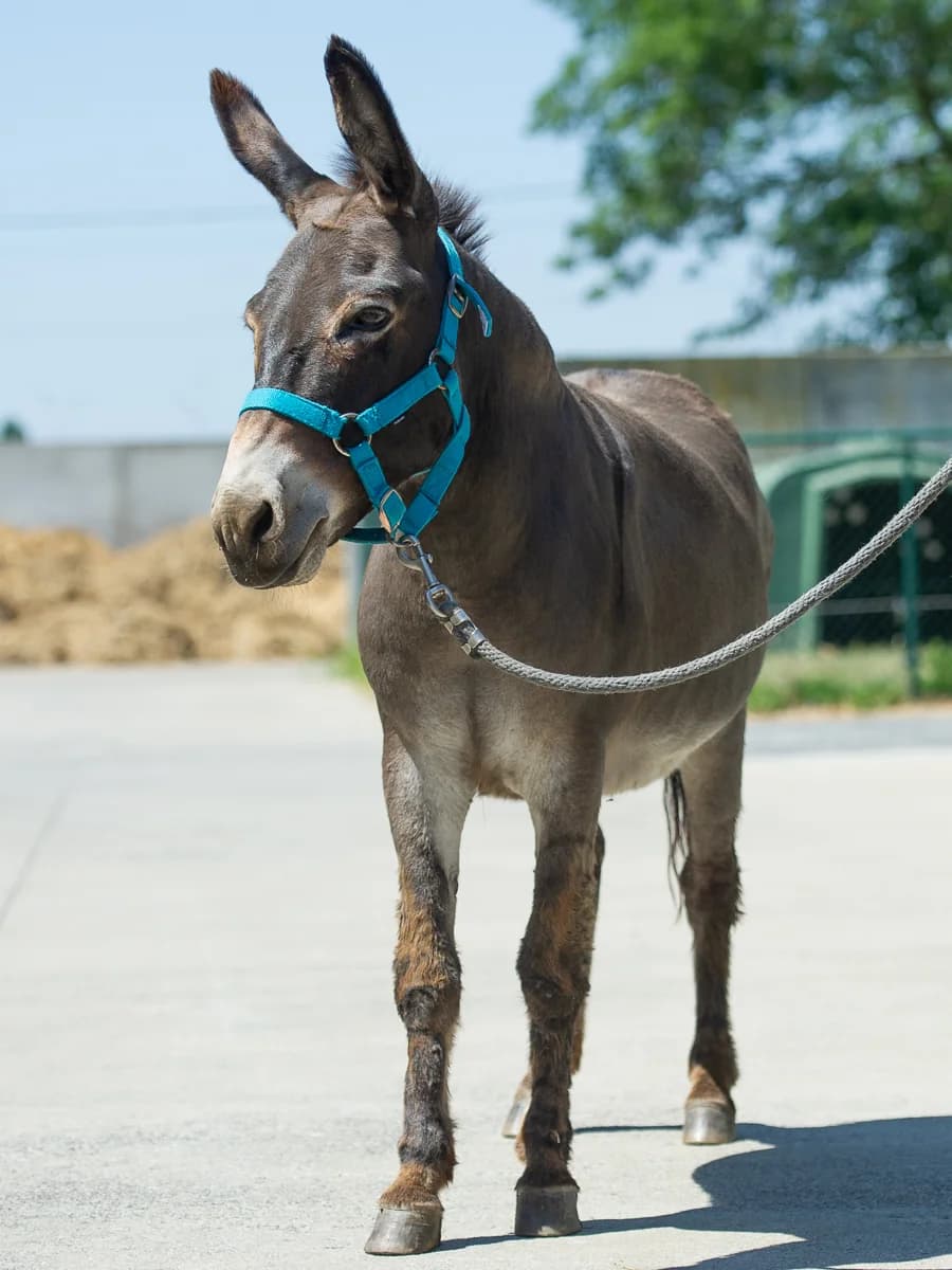 Anakin, male senior mixed breed for adoption at Animaux en Péril ASBL