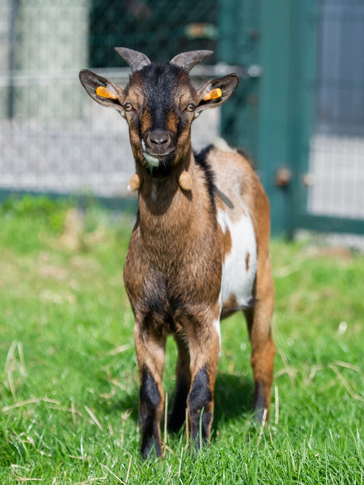 Eko, male Mixed Breed for adoption at Animaux en Péril ASBL