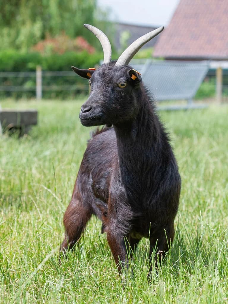 Morticia, female mixed breed for adoption at Animaux en PΓ©ril ASBL