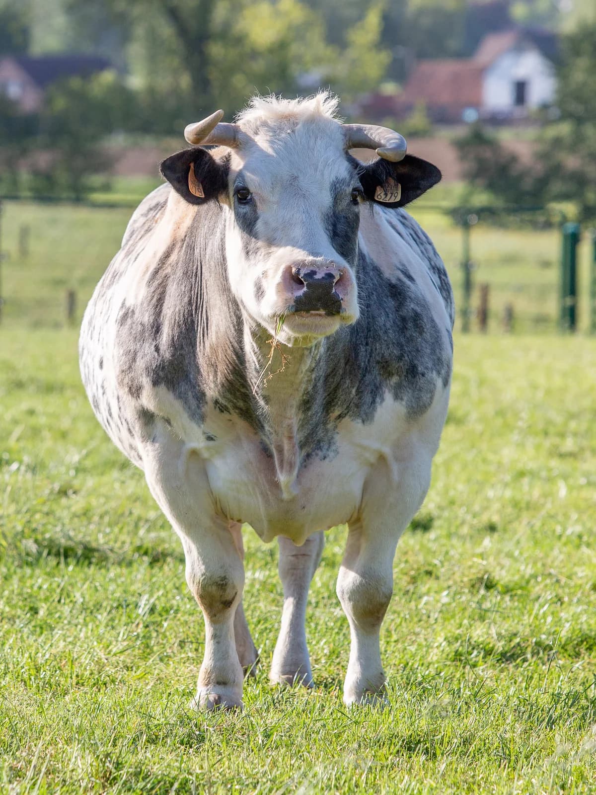 Clémentine, female mixed breed for adoption at Animaux en Péril ASBL