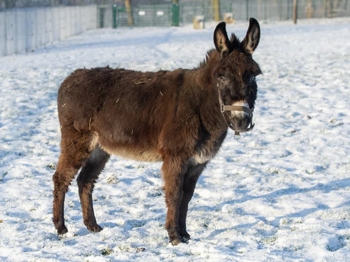 Waka, female mixed breed for adoption at Animaux en Péril ASBL
