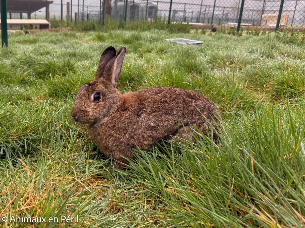 Belle, female young mixed breed for adoption at Animaux en Péril ASBL