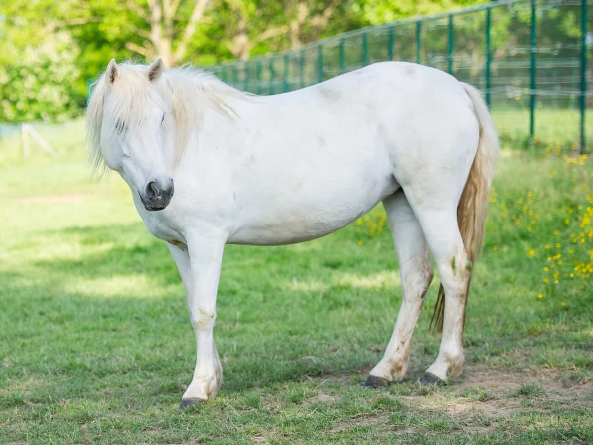 Alicante, female 7yo mixed breed for adoption at Animaux en Péril ASBL