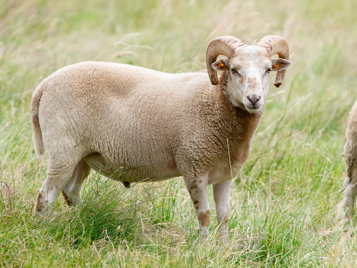 Atlas, male Mixed Breed for adoption at Animaux en PΓ©ril ASBL