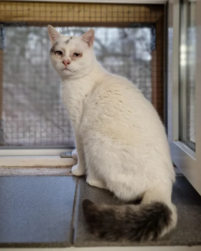 Schwarzi, male 7yo Mixed Breed for adoption at Aide et Protection Animales A.S.B.L., Assesse