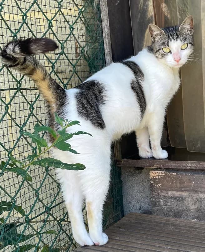 Holly, female young Mixed Breed for adoption at Aide et Protection Animales A.S.B.L., Assesse