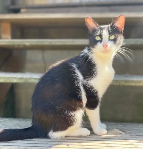 Louise, female young Mixed Breed for adoption at Aide et Protection Animales A.S.B.L., Assesse