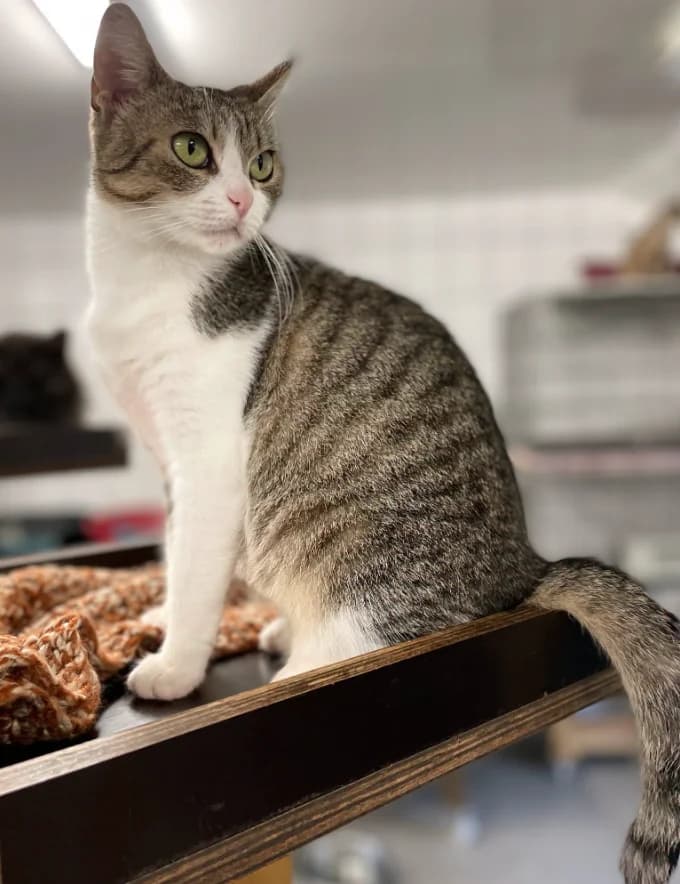 Cassis, female young Mixed Breed for adoption at Aide et Protection Animales A.S.B.L., Assesse