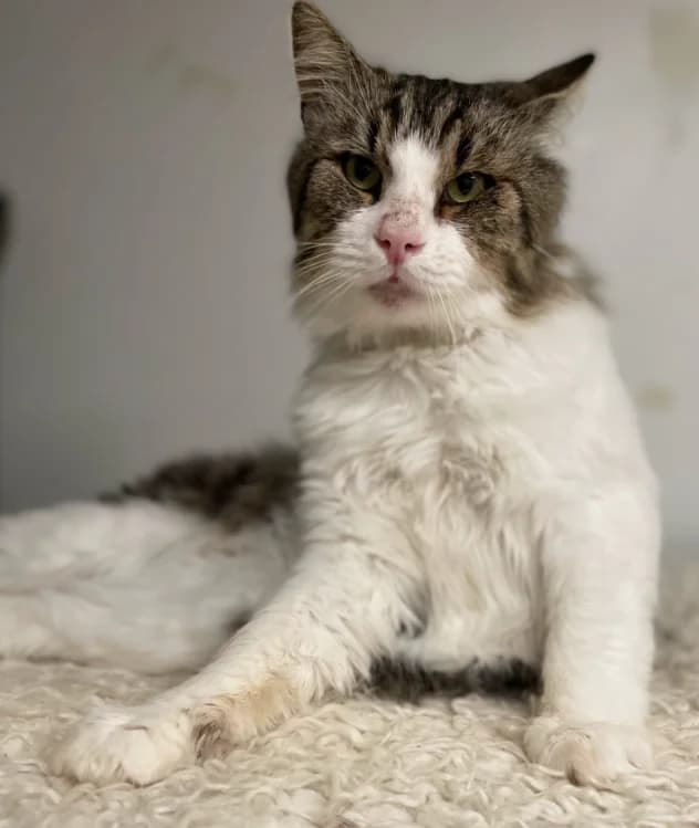 Leo, male young Mixed Breed for adoption at Aide et Protection Animales A.S.B.L., Assesse