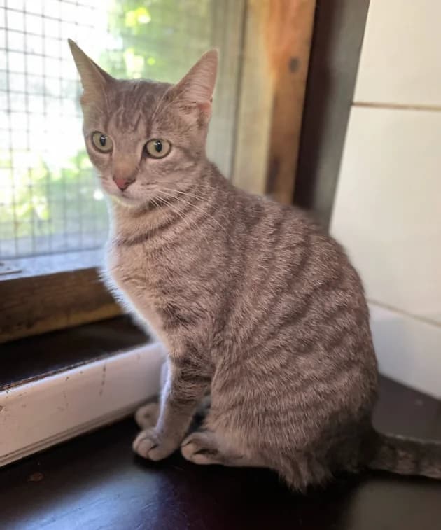 Alisa, female young Mixed Breed for adoption at Aide et Protection Animales A.S.B.L., Assesse