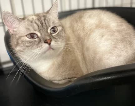Coco Chanel, female 4yo Mixed Breed for adoption at Aide et Protection Animales A.S.B.L., Assesse