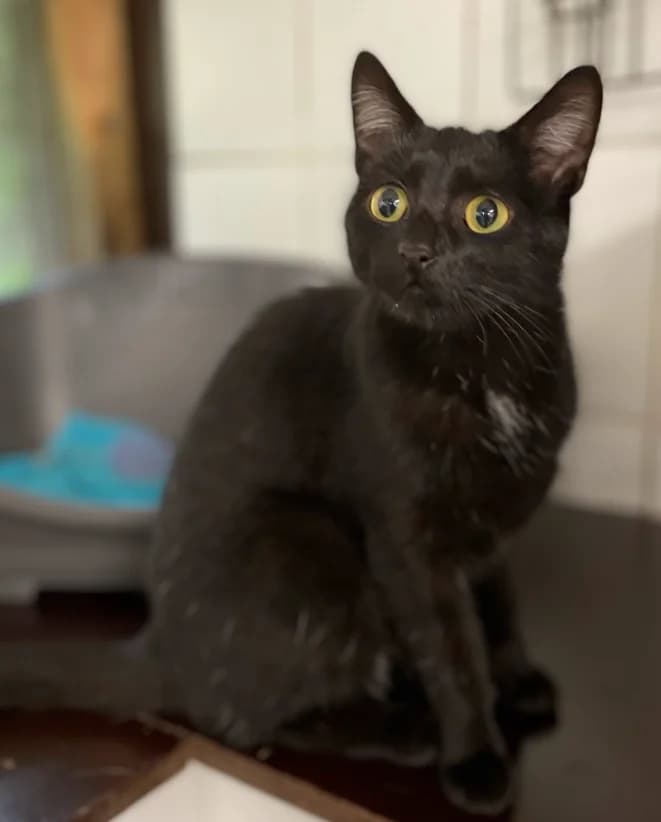 Onix, male young Mixed Breed for adoption at Aide et Protection Animales A.S.B.L., Assesse